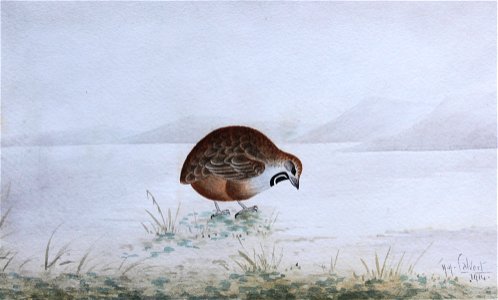 QUAIL (1914)