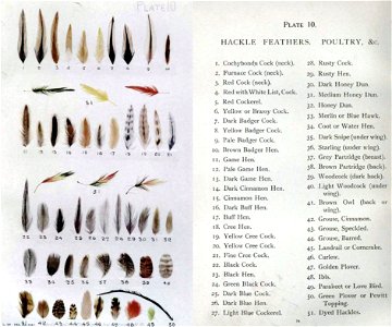 Plate10-Hackles, Feathers