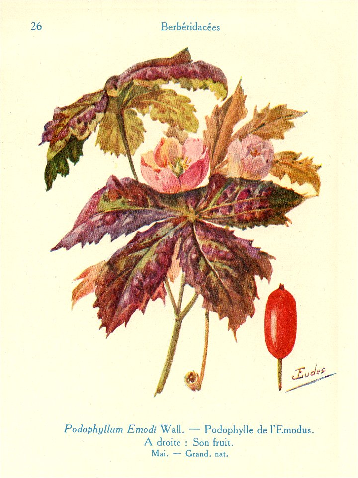 Podophylle Emodi-J.Eudes-26