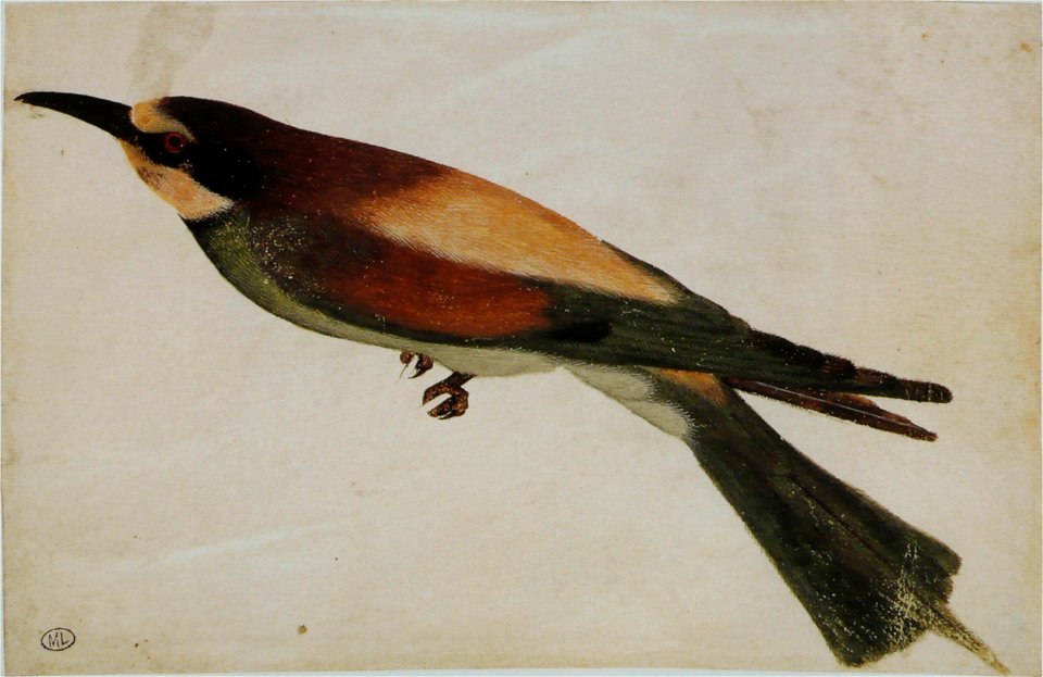 Pisanello - Codex Vallardi 2477