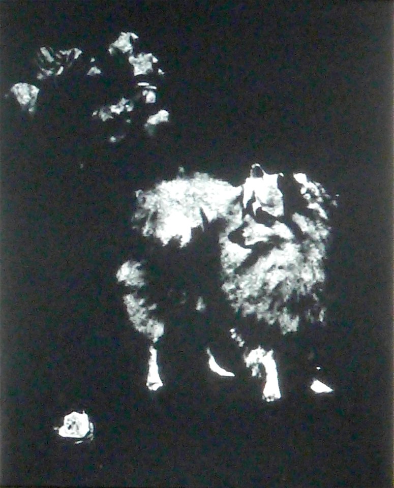 Pomeranian Ruffle by Frances C Fairman