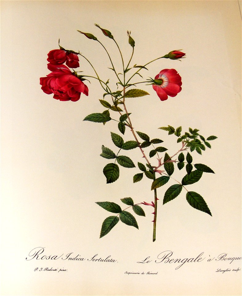 Rosa Indica Sertulata 001