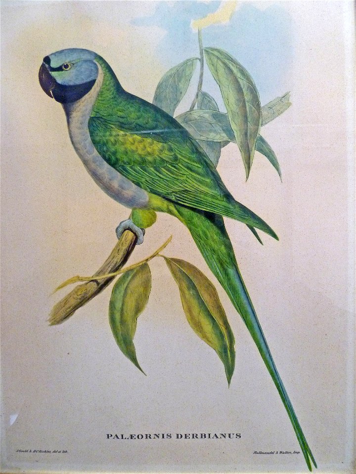 Psittacula derbiana