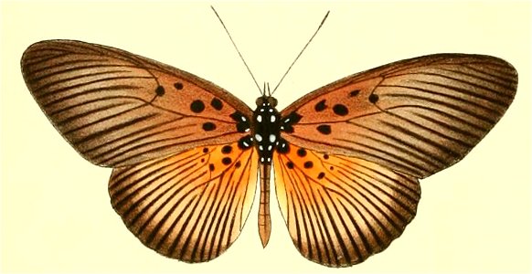 Pseudacraea eurytus1