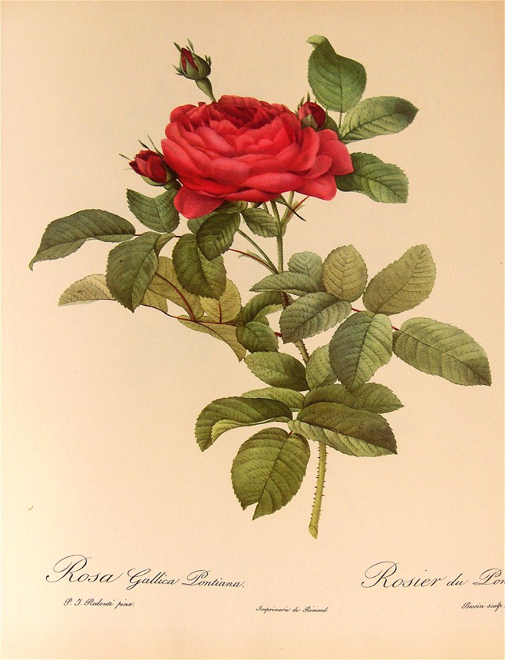 Rosa Gallica Pontiana 001