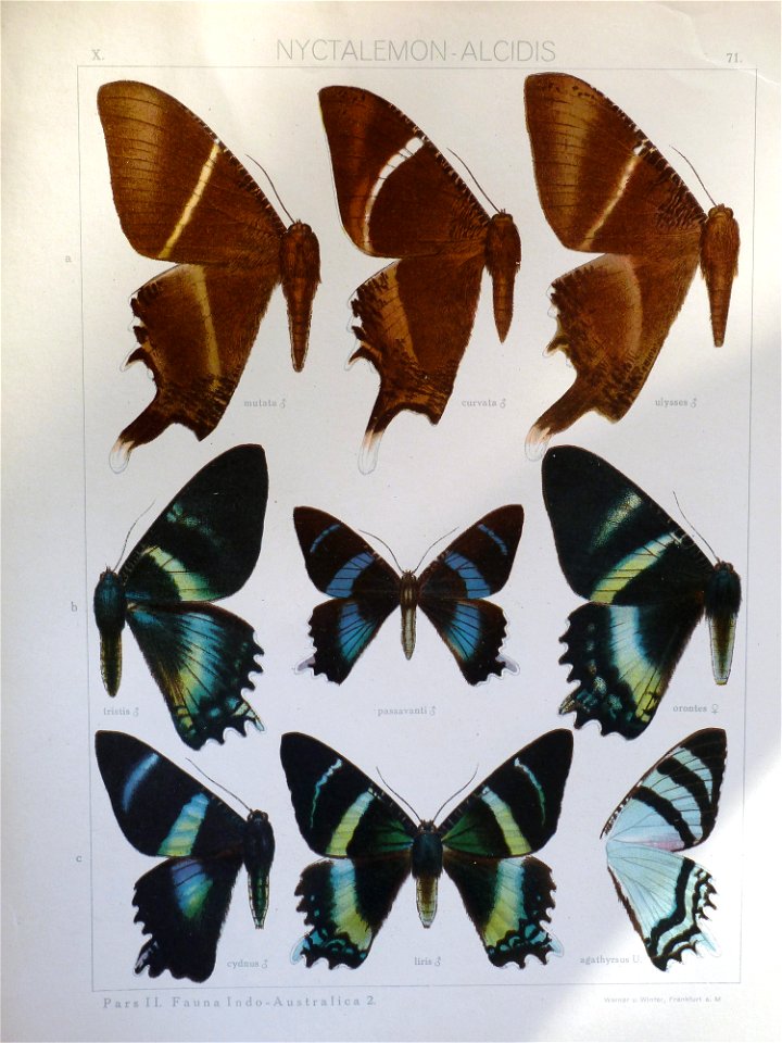 Seitz9V2FaunaIndoAustralicaPlate71