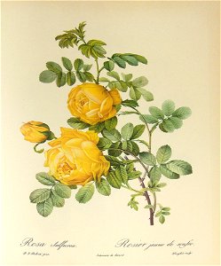 Rosa sulfurea 001