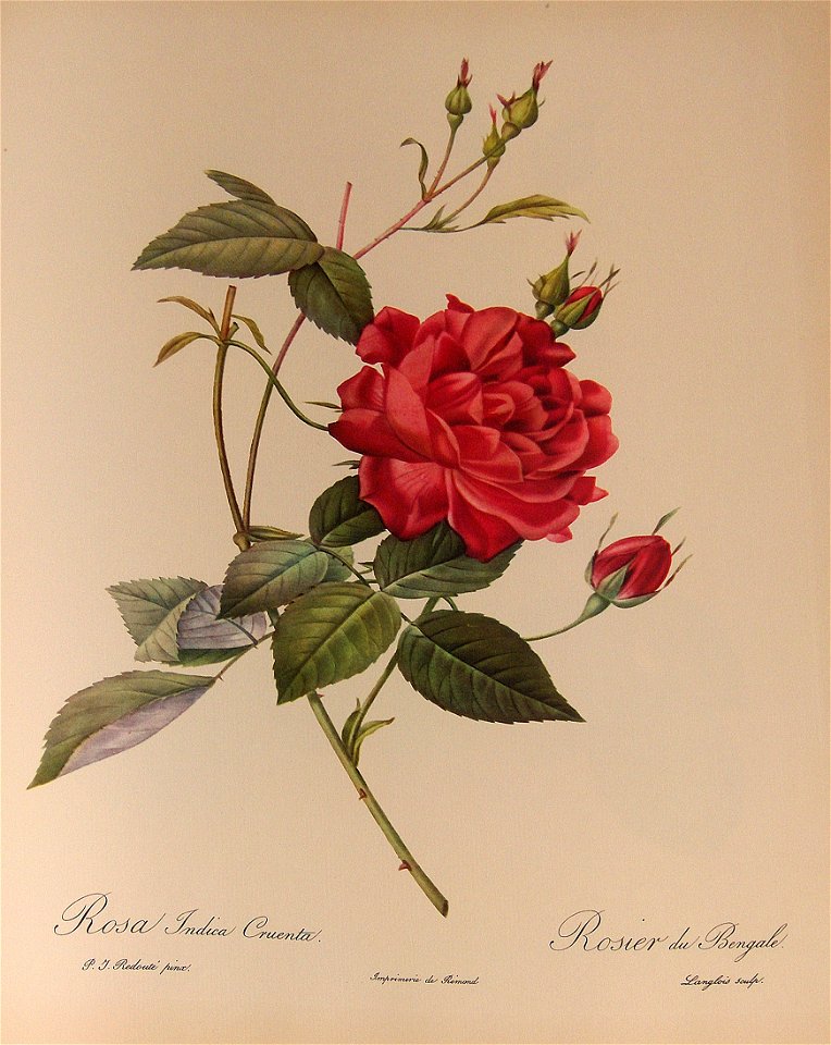 Rosa Indica Cruenta 001