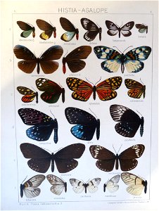 Seitz9V2FaunaIndoAustralicaPlate4