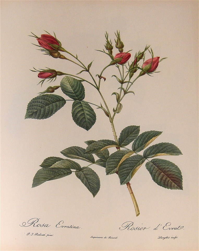 Rosa evratina 001