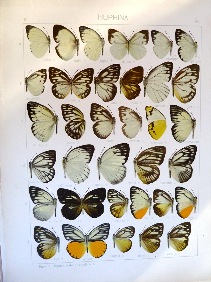 Seitz9FaunaIndoAustralica Plate63
