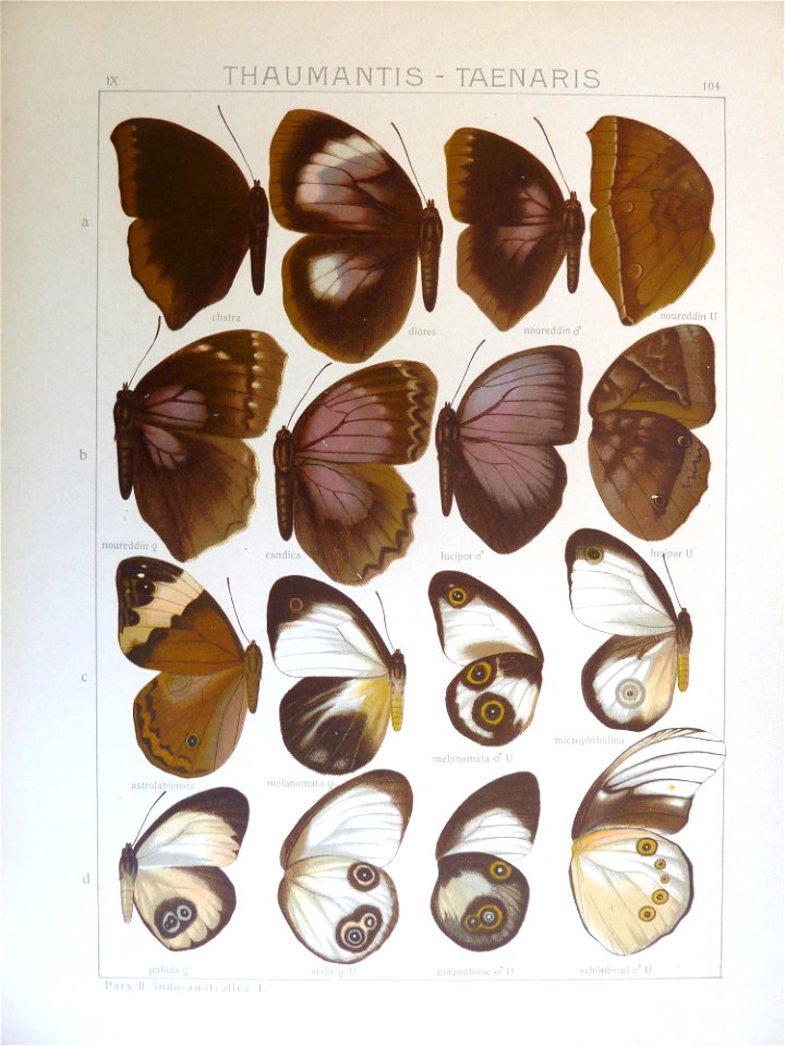 Seitz9FaunaIndoAustralicaPlate104