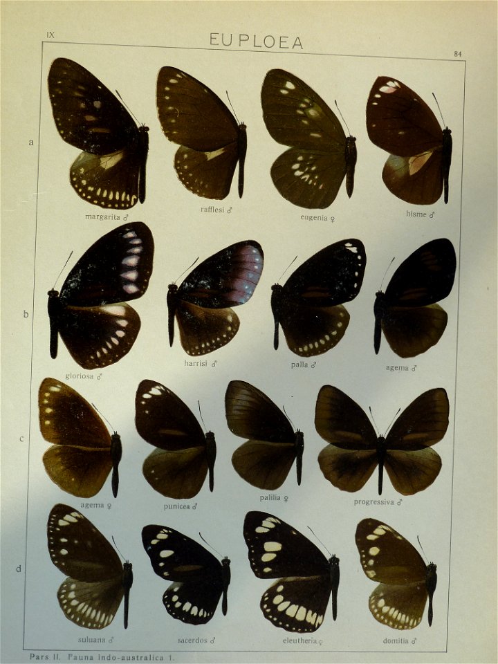 Seitz9FaunaIndoAustralicaPlate84