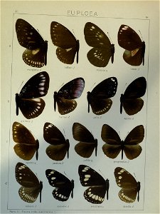 Seitz9FaunaIndoAustralicaPlate84