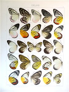 Seitz9FaunaIndoAustralicaPlate51