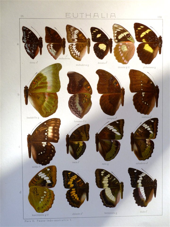 Seitz9FaunaIndoAustralicaPlate130