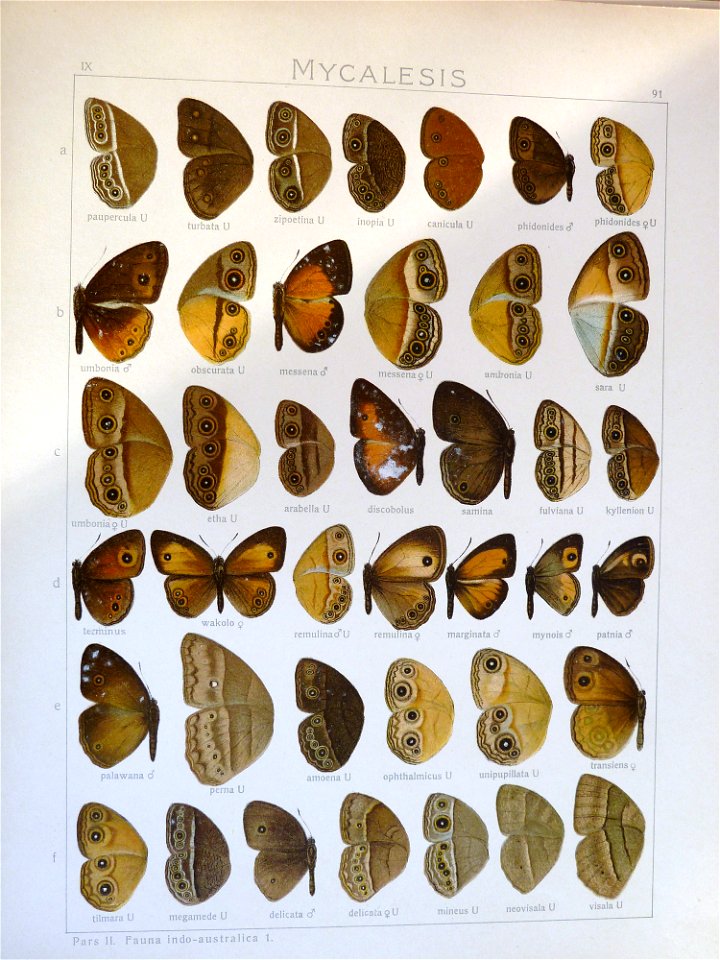 Seitz9FaunaIndoAustralicaPlate91