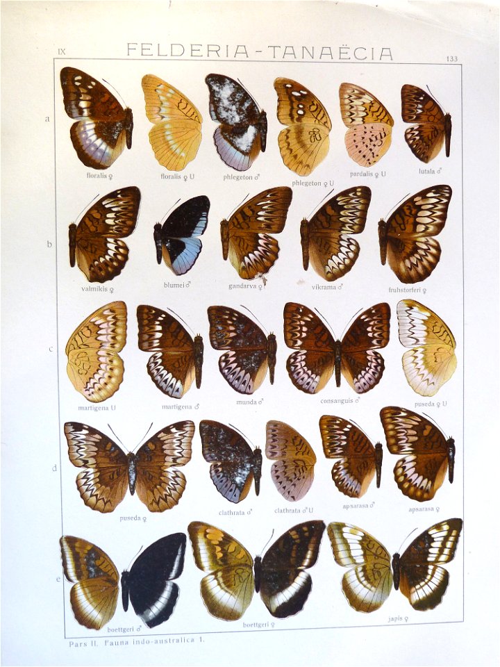 Seitz9FaunaIndoAustralicaPlate133