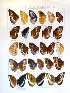 Seitz9FaunaIndoAustralicaPlate133
