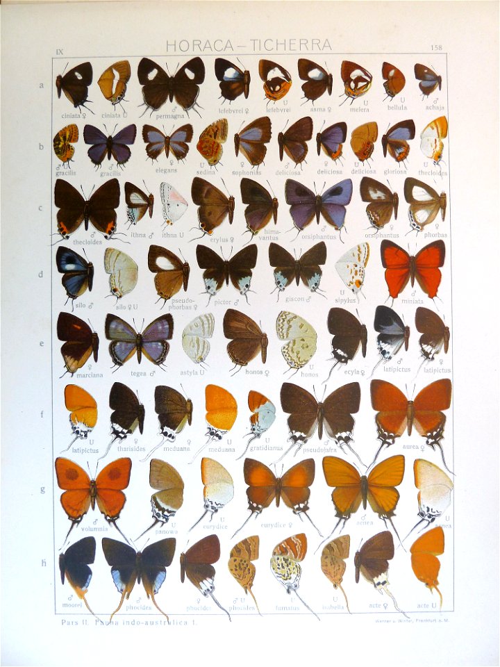 Seitz9FaunaIndoAustralicaPlate158