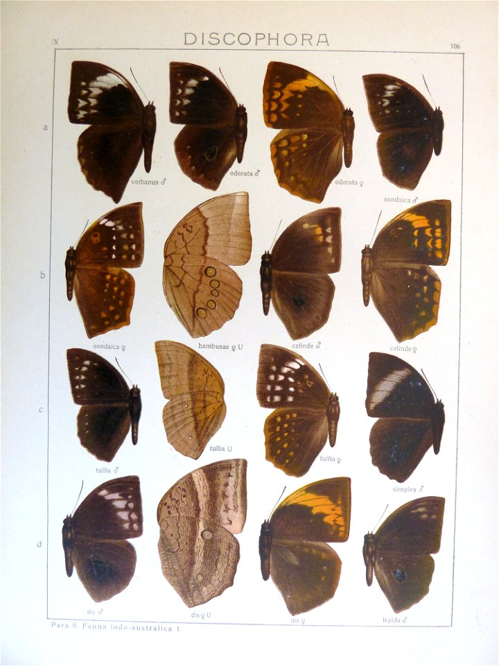 Seitz9FaunaIndoAustralicaPlate106