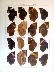 Seitz9FaunaIndoAustralicaPlate106