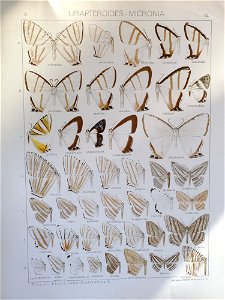 Seitz9V2FaunaIndoAustralicaPlate72