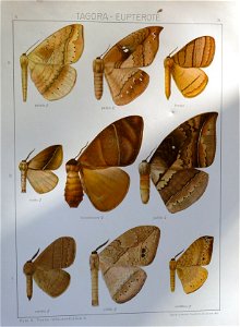 Seitz9V2FaunaIndoAustralicaPlate31