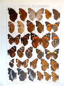 Seitz9FaunaIndoAustralicaPlate117