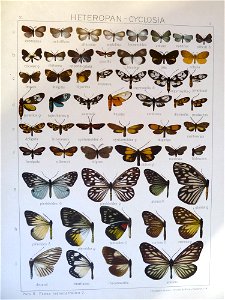 Seitz9V2FaunaIndoAustralicaPlate2