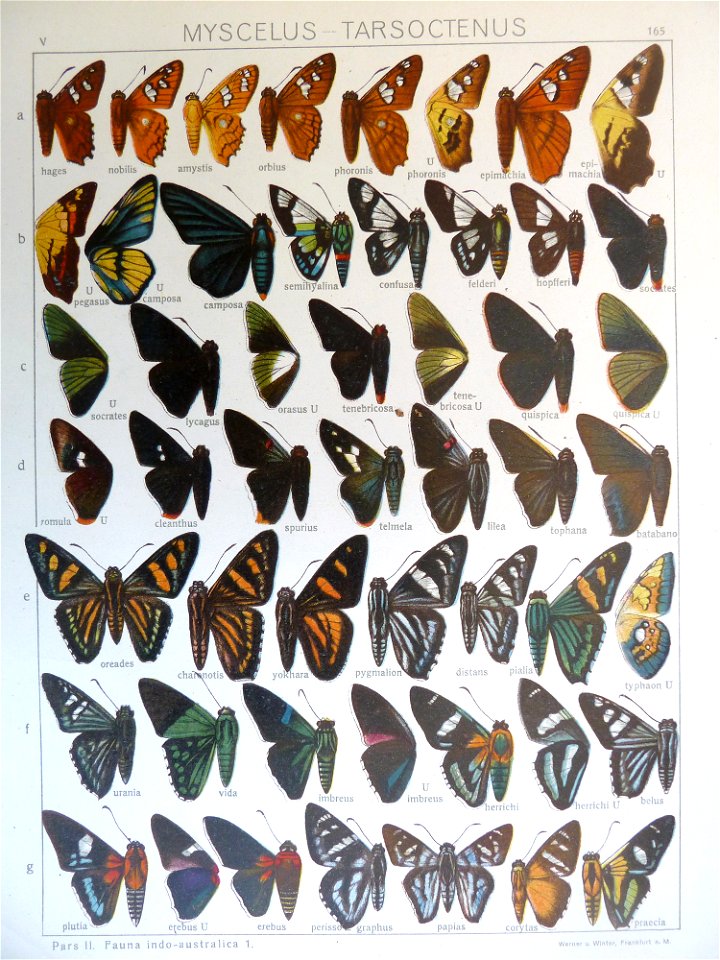 Seitz9FaunaIndoAustralicaPlate165a