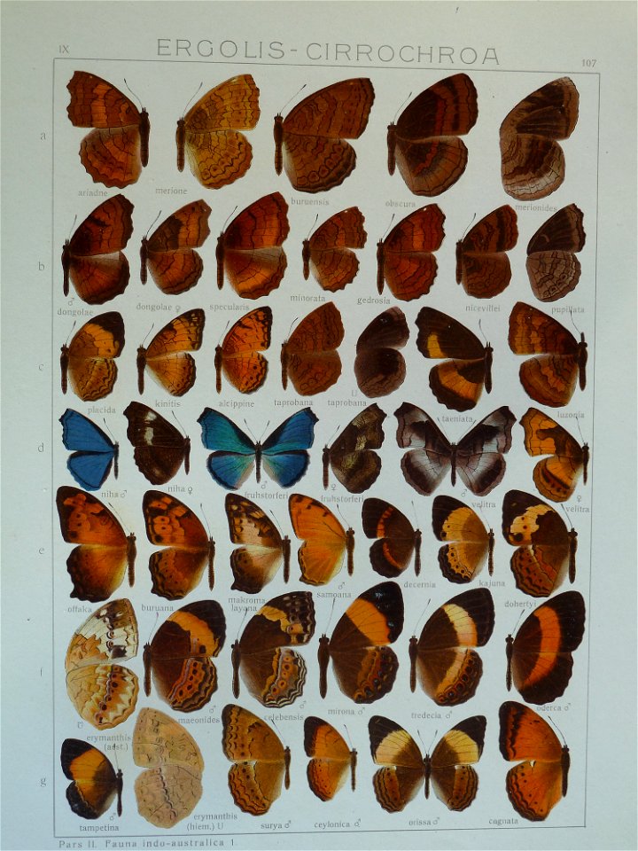 Seitz9FaunaIndoAustralicaPlate107