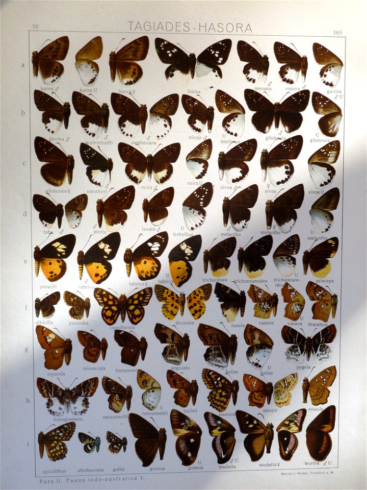 Seitz9FaunaIndoAustralicaPlate165