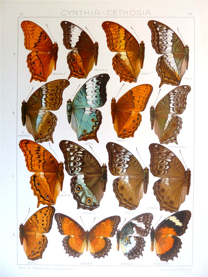 Seitz9FaunaIndoAustralicaPlate109