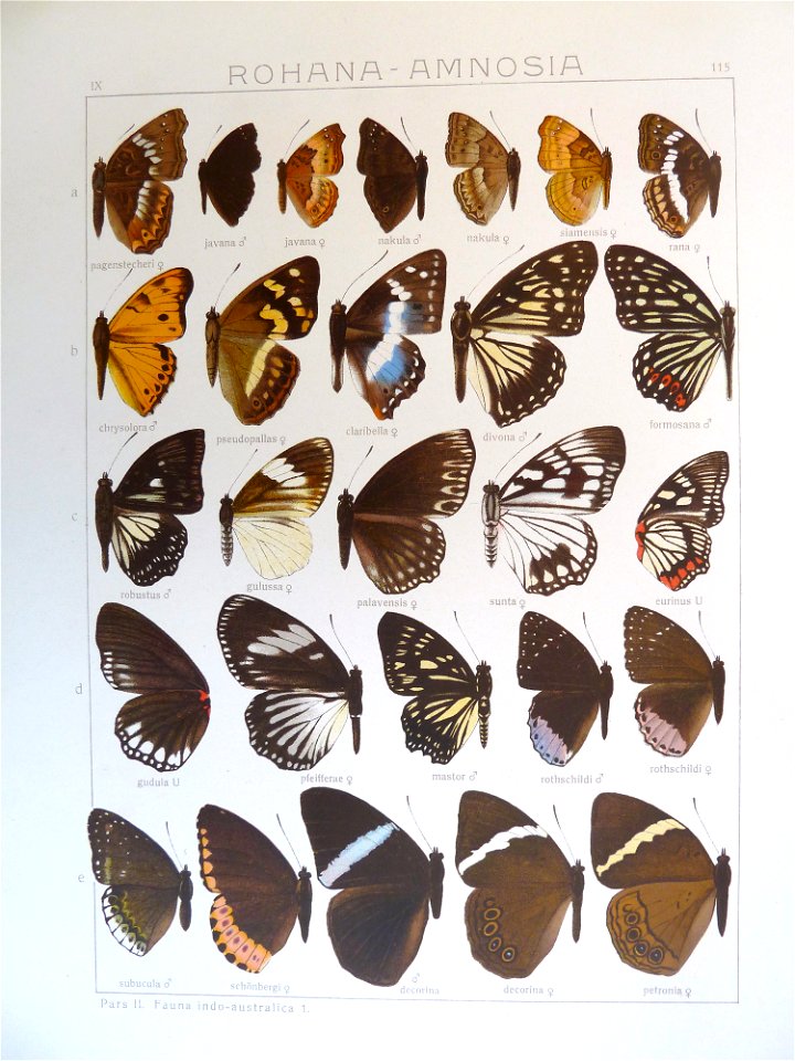 Seitz9FaunaIndoAustralicaPlate115
