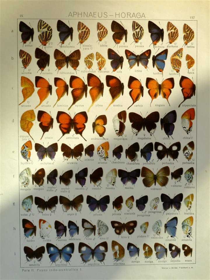 Seitz9FaunaIndoAustralicaPlate157