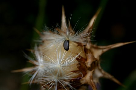 Silybium marianum - Botanischer Garten Mainz IMG 5432