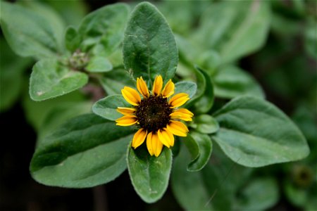 Sanvitalia procumbens - Botanischer Garten Mainz IMG 5544
