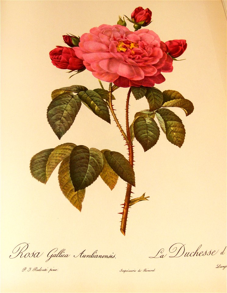 Rosa Gallica Aurelianensis 001