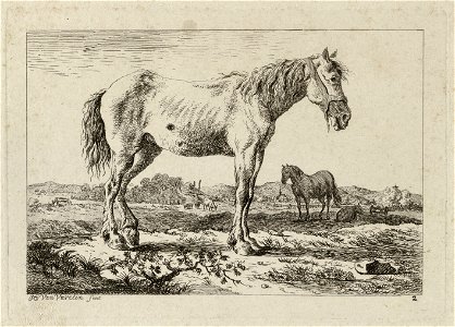 Staand paard in een landschap, met in de cahtegrond nog een paard en ander vee. NL-HlmNHA 1477 53012173