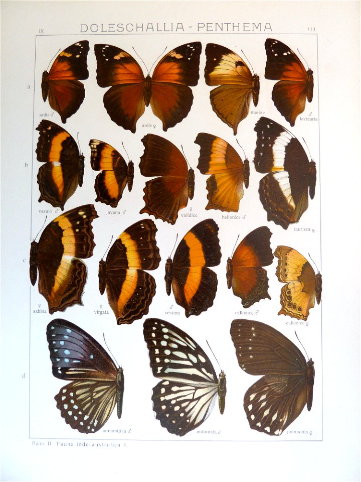 Seitz9FaunaIndoAustralicaPlate113