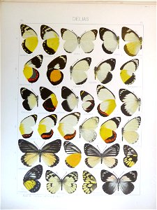 Seitz9FaunaIndoAustralicaPlate54