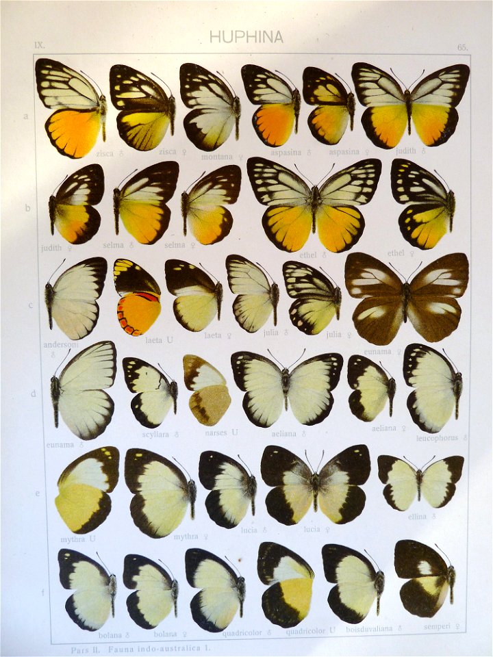 Seitz9FaunaIndoAustralicaPlate65
