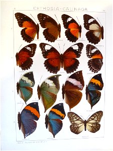 Seitz9FaunaIndoAustralicaPlate111