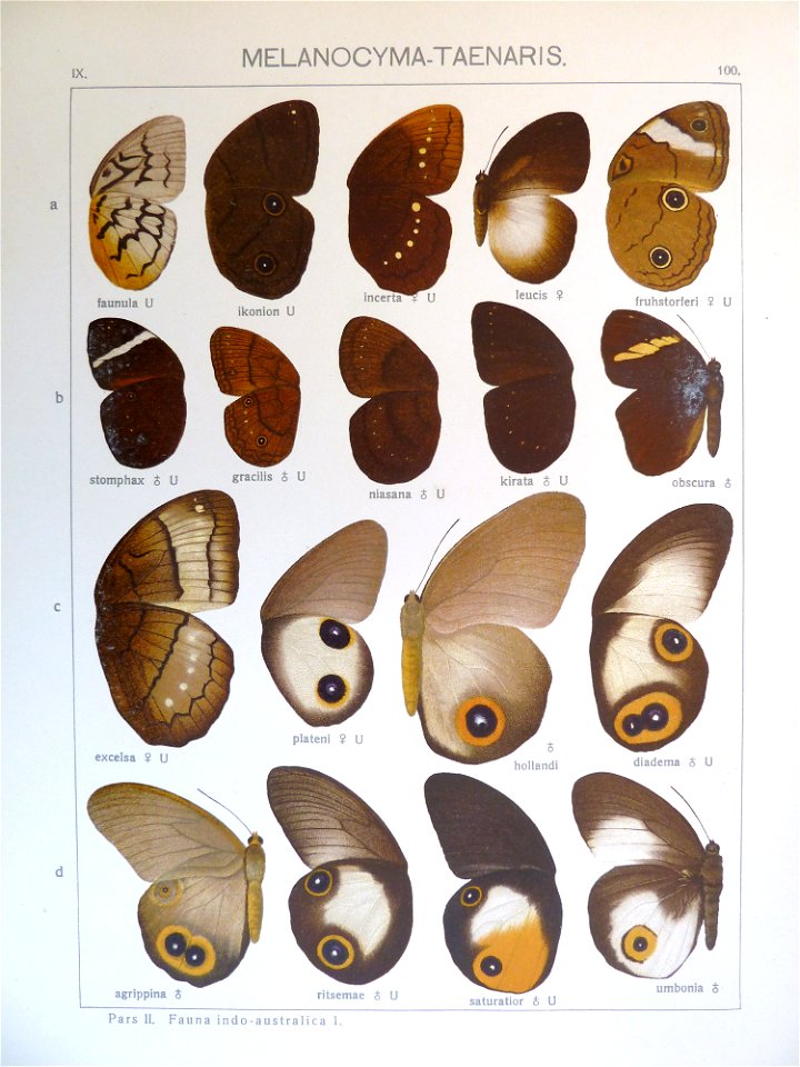 Seitz9FaunaIndoAustralicaPlate100