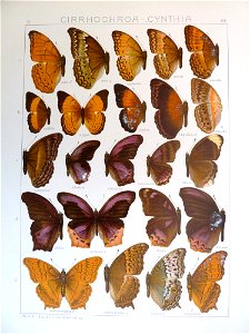 Seitz9FaunaIndoAustralicaPlate108