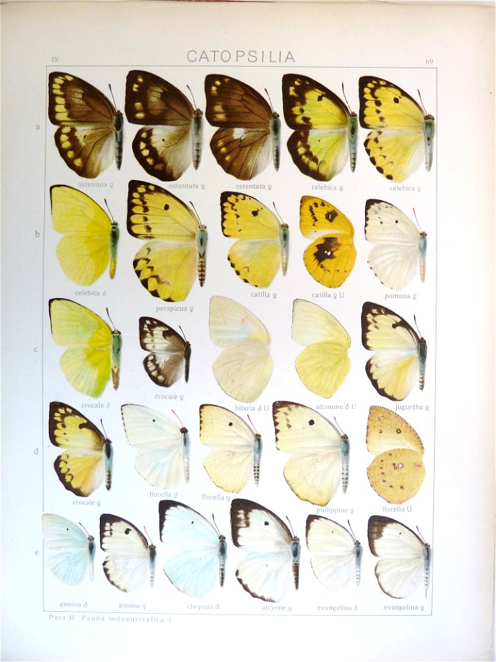 Seitz9FaunaIndoAustralicaPlate69