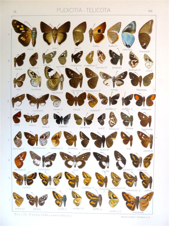 Seitz9FaunaIndoAustralicaPlate168