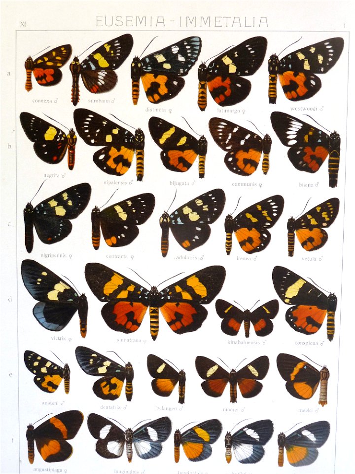 Seitz9V2FaunaIndoAustralicaPlate1