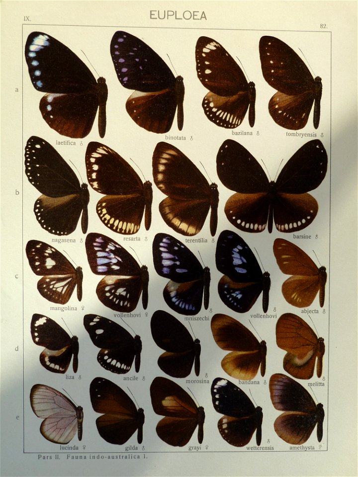 Seitz9FaunaIndoAustralicaPlate82